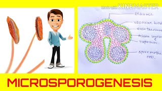 Microsporogenesis  the formation of pollen grainsAnther development Angiosperm reproduction [upl. by Nemzaj]