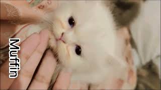 How to deworm your cats  Everything You Need to Know About Deworming Cats  Dr Safeer [upl. by Nitaj]