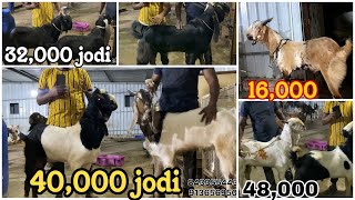 15999 qurbani onwards😱 Dhamaka sasta offer Quality goats at MS goat farm mumbra Mumbai [upl. by Otrebor]