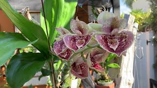 Catasetum Penang Ctsm Susan Fuchs Burgundy Chips x Ctsm pileatum [upl. by Melisande]