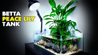 Aquascape Tutorial Peace Lily Betta Fish Aquarium How To Step By Step Planted Tank Guide [upl. by Ffej434]