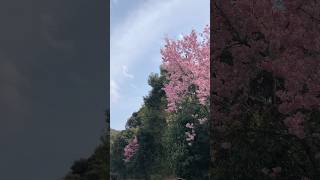 20240331京都 桜 開花状況 高台寺裏ひっそりと春の訪れを知らせてくれました！ shorts [upl. by Astrid]