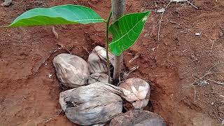 jackfruit tree planting method பலா மரம் நடும் முறை [upl. by Aihsitan643]