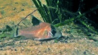 Corydoras auf scharfem Kies im natürlichen Biotop [upl. by Karalynn]