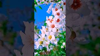 Beautiful natural flowers Amazing nature scenery shorts [upl. by Broek]