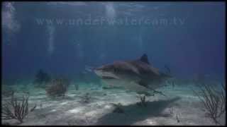 Shark TV  quotSlow Tigerquot the predator in super slow motion at Tiger Beach with Erich Ritter [upl. by Adria]