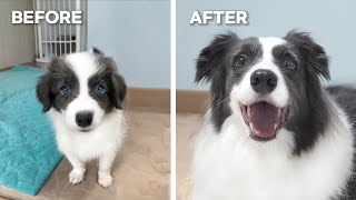 My Border Collie Puppy Growing Up 8 Weeks to 5 Years [upl. by Enilekcaj87]