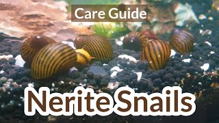 Nerite snails Nerite snail care  Nerite snails guide  Nerite snails in aquarium [upl. by Tuchman]