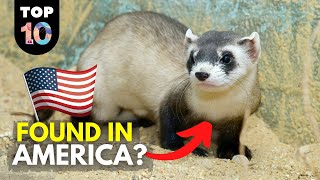 10 WILD Animals Found in America 🇺🇸 [upl. by Anale]