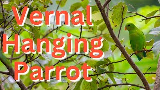 The Vernal Hanging Parrot Loriculus vernalis  Garden Bids in India [upl. by Rogergcam]