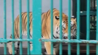 Bengal Tiger  Thiruvananthapuram Zoo [upl. by Spanos660]