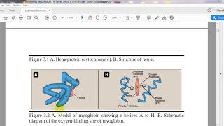 46  hemoproteins Heme structure [upl. by Aixela]