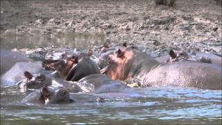 Hippos and Crocodiles in Wami River in Saadani National Park [upl. by Haras252]