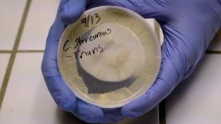 Mycology 103DIY Agar Culturing [upl. by Orfinger196]