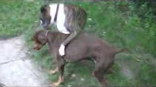 Boxer Vrs Red Doberman [upl. by Arbe]