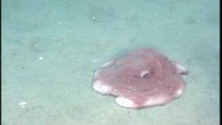 Flapjack Devilfish in Olympic Coast National Marine Sanctuary [upl. by Urissa236]