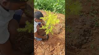 Plantation of Bottlebrush Melaleuca bracteata agro farming Plantation bottlebrush [upl. by Haletta]