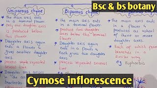 cymose inflorescence  uniparous biparous And multiparous inflorescence  Class Bsc Botany [upl. by Edison42]