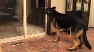 German Shepherd barking [upl. by Nmutua]