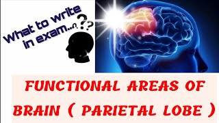 Functional areas  Parietal lobe [upl. by Yand]