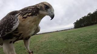 Red Tailed Hawk  Buteo Jamaicensis   Falconry [upl. by Aggy925]