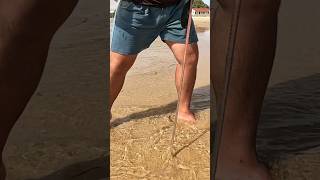 Huge Beach Worm for Bait [upl. by Eleirbag]