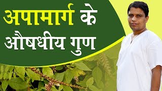 अपामार्ग Achyranthes Aspera के औषधीय गुण  Acharya Balkrishna  6 Oct 2019 [upl. by Aropizt145]