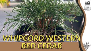 🌲 WHIPCORD WESTERN RED CEDAR Thuja Plicata  A MustWatch Marvel for Your Landscape [upl. by Marcos414]