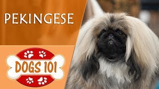 Dogs 101  PEKINGESE  Top Dog Facts About the PEKINGESE [upl. by Urana]