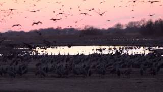 Sandhill cranes coming in to roost [upl. by Nek]