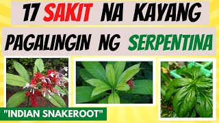 SERPENTINA  mga SAKIT na kayang pagalingin at BENEPISYO sa KATAWAN  Herbal Halamang Gamot [upl. by Jay]