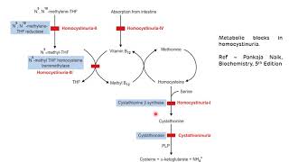 Methionine Metabolism  Homocystinuria  NEET PG  Biochemistry [upl. by Wakefield]