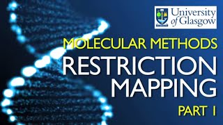 Restriction Mapping 1 [upl. by Atalayah]