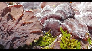 Auricularia mesenterica  Falsa tremella  Tripe Fungus [upl. by Acassej]