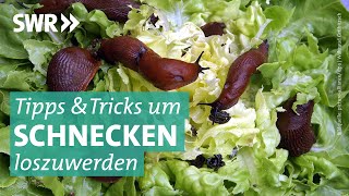 Was tun gegen Schnecken im Garten I Marktcheck SWR [upl. by Laurie]