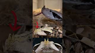 Snake with the Longest Fangs  Gaboon Viper [upl. by Anatlus]