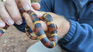 Scarlet Snake vs Coral Snake [upl. by Porter195]