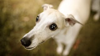 How to Manage Separation Anxiety in Whippets [upl. by Nageam860]