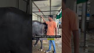 हरियाणातून खरेदी केला मुरा जातीचा रेडा मुराम्हैस buffalodairyfarm shorts [upl. by Uri]