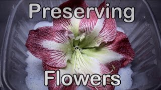 Drying and preserving flowers with silica gel crystals  flower time lapse [upl. by Lai]