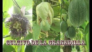 Escuela de Campo Podas en un cultivo de granadilla  20 de septiembre [upl. by O'Donovan]