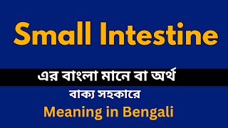 Small Intestine Meaning in Bengali Small Intestine শব্দের বাংলা ভাষায় অর্থ অথবা মানে কি [upl. by Marilyn]