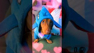 Califiquen mi disfraz de STITCH del 1 al 10 💙🐶 [upl. by Hose]