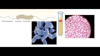 Campylobacter jejuni Part 1 Introduction Biochemical Properties and Virulence factors [upl. by Ahtael]