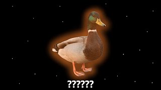 12 Duck Quacking Sound Variations in 34 Seconds [upl. by Diva]