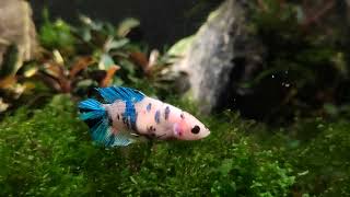 Betta splendens Kampffisch DoubleTail  Weibchen quot Premium quot bei AquaristikErfurt [upl. by Soma]