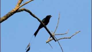 Greater Rackettailed Drongo mimics call of another bird specie 大卷尾的叫聲 [upl. by Anialad]