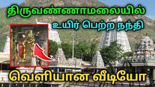 சற்று முன் திருவண்ணாமலையில் உயிர் பெற்ற நந்தி [upl. by Kruter639]