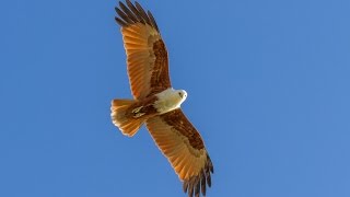 Juvenile Brahminy Kites First Flight [upl. by Nnayllek]