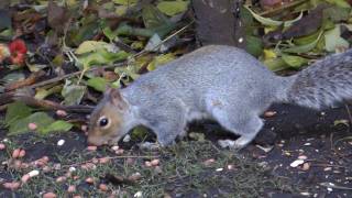 Squirrel burying nuts HD [upl. by Carling444]